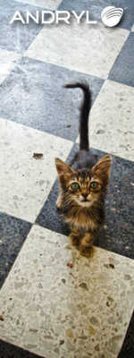 Andryl Cat Kitten